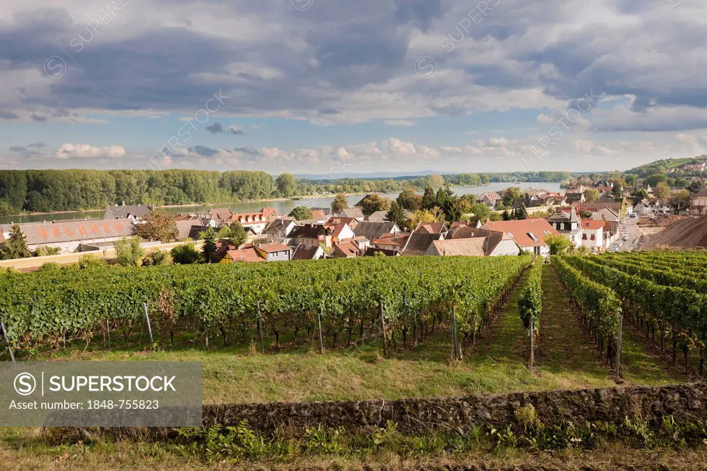 Wine town of Nierstein am Rhein, Rhineland-Palatinate, Germany, Europe