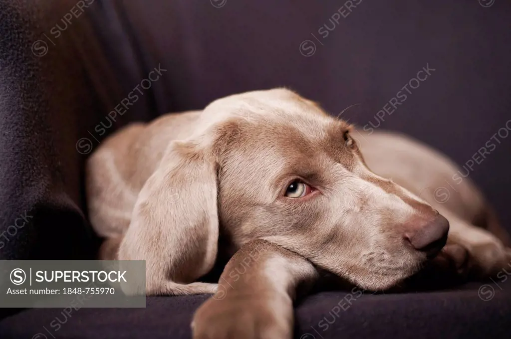 Weimaraner puppy lying on a chair