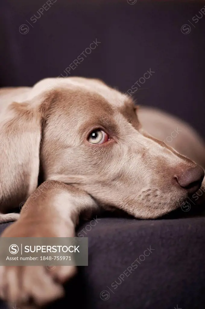 Weimaraner puppy lying on a chair, portrait