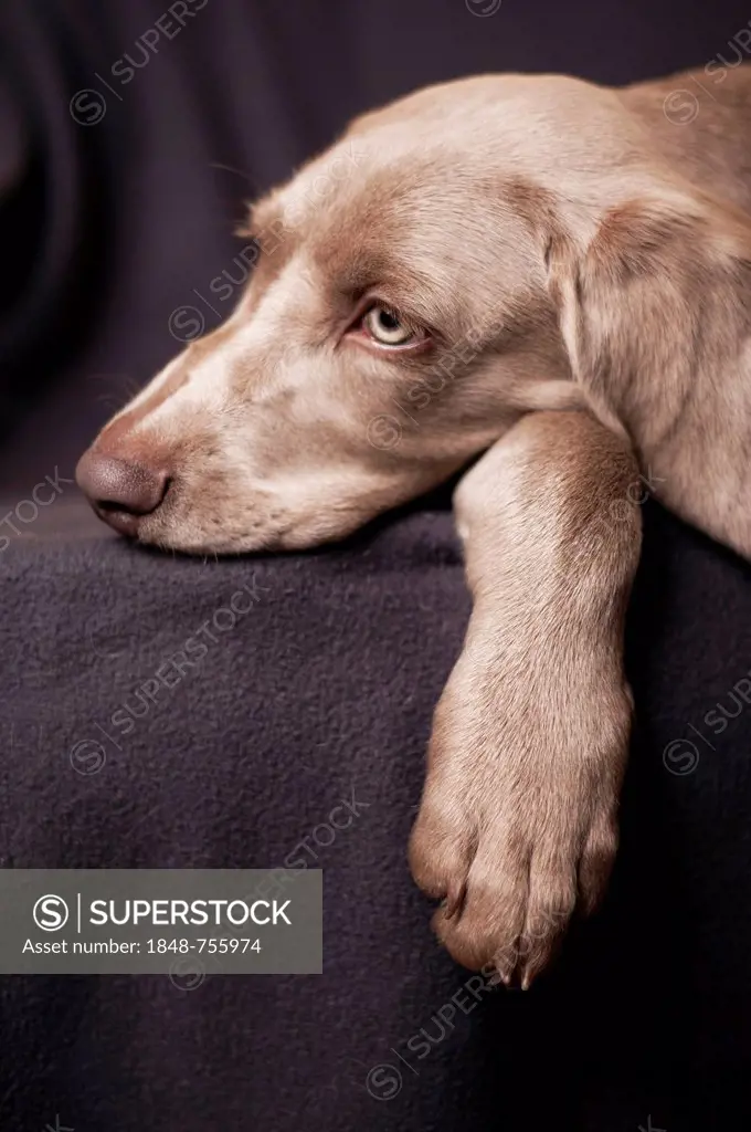Weimaraner puppy lying on a chair, portrait