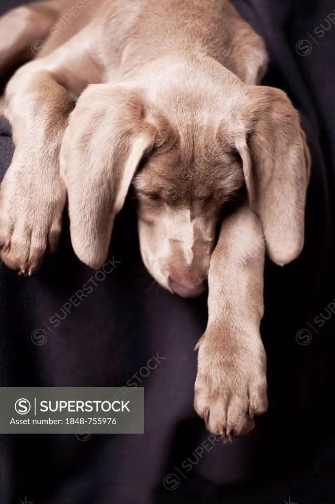Weimaraner puppy sleeping on a chair