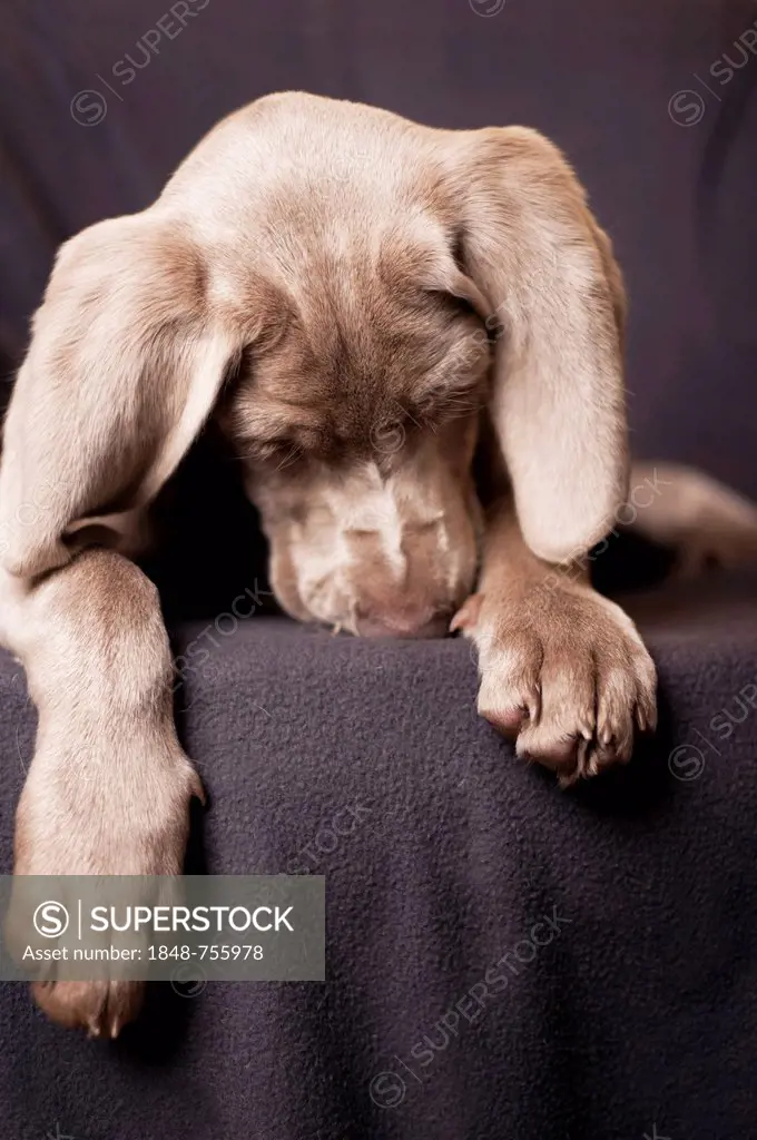Weimaraner puppy sleeping on a chair, portrait