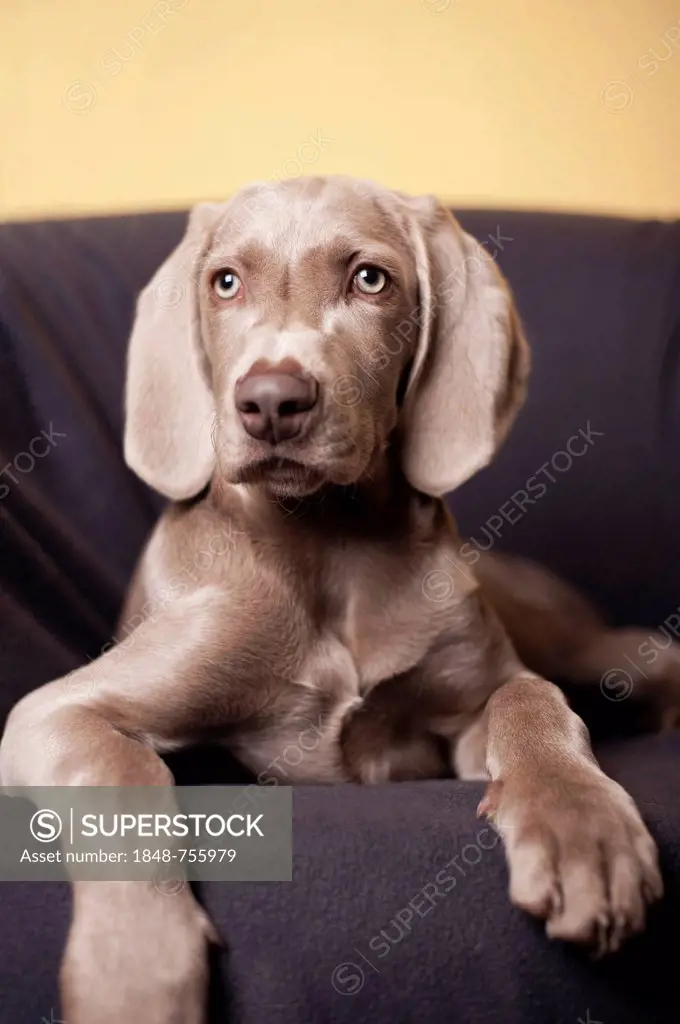 Weimaraner puppy lying on a chair