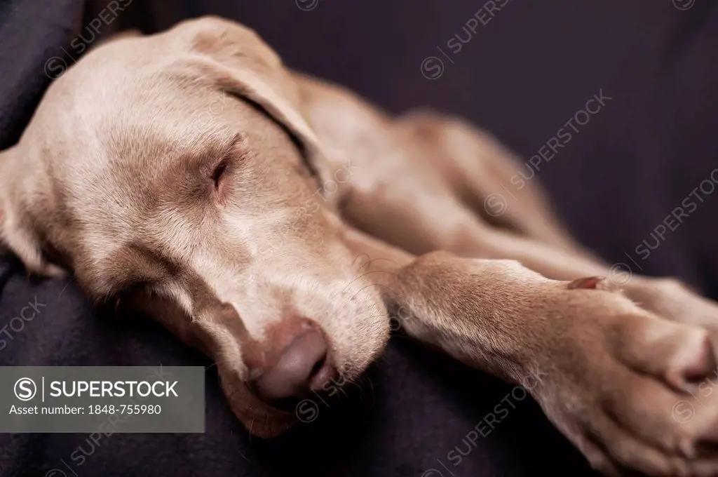 Weimaraner puppy sleeping on a chair