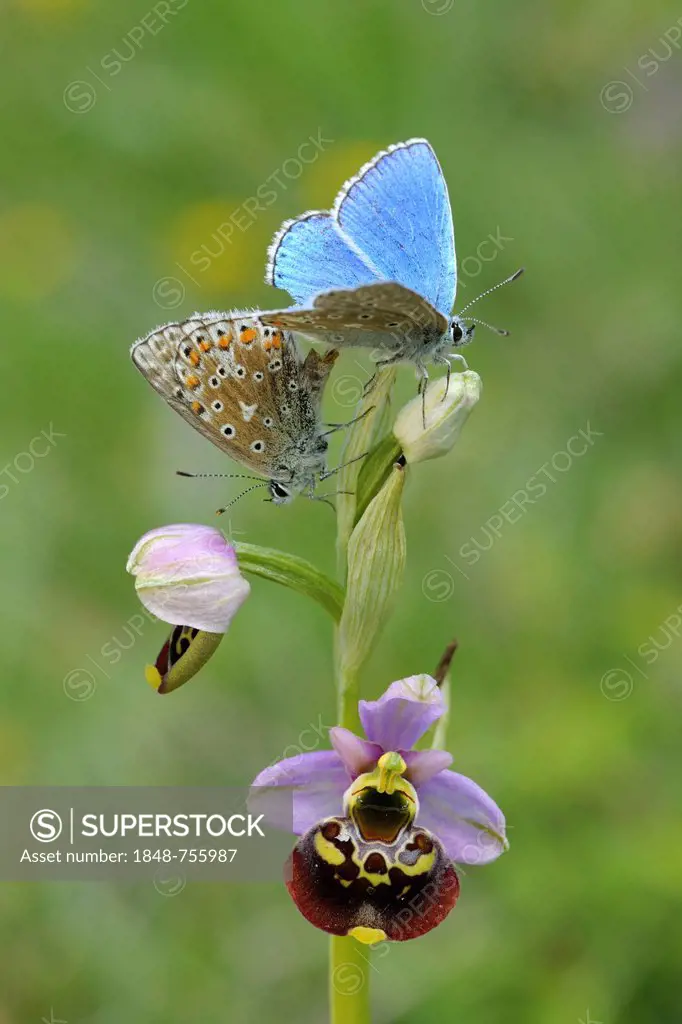 Common Blue Butterflies (Polyommatus icarus) during mating on a Late Spider-orchid (Ophrys holoserica), biosphere reserve, Swabian Alb, Baden-Wuerttem...