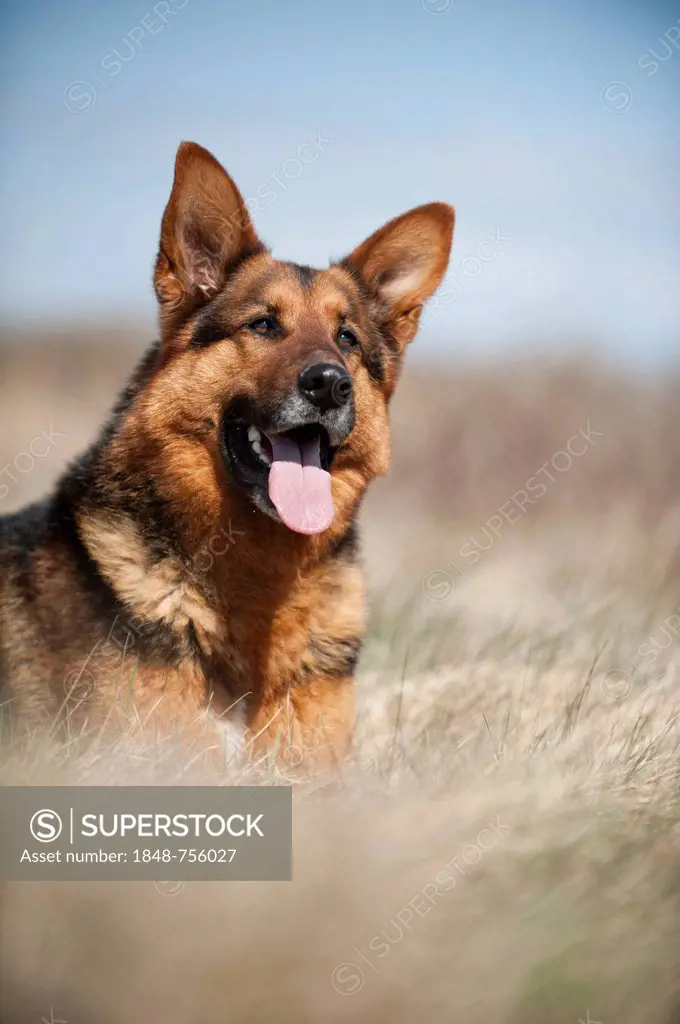 German Shepherd, portrait