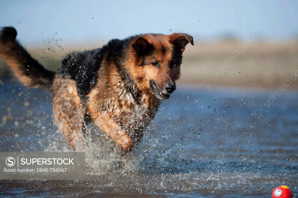 German Shepherd playing with a ball in the water