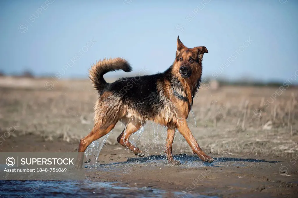 Wet German Shepherd running along the lakeshore