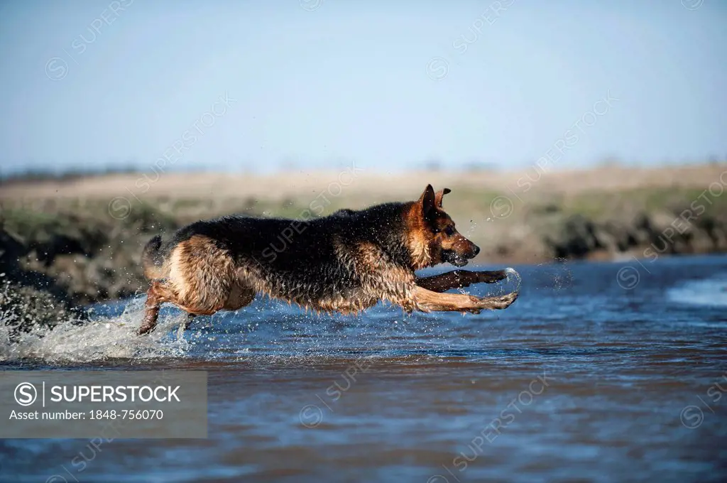 German Shepherd jumping into water