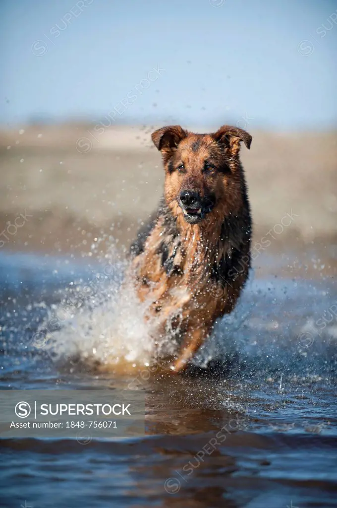 German Shepherd running through the water