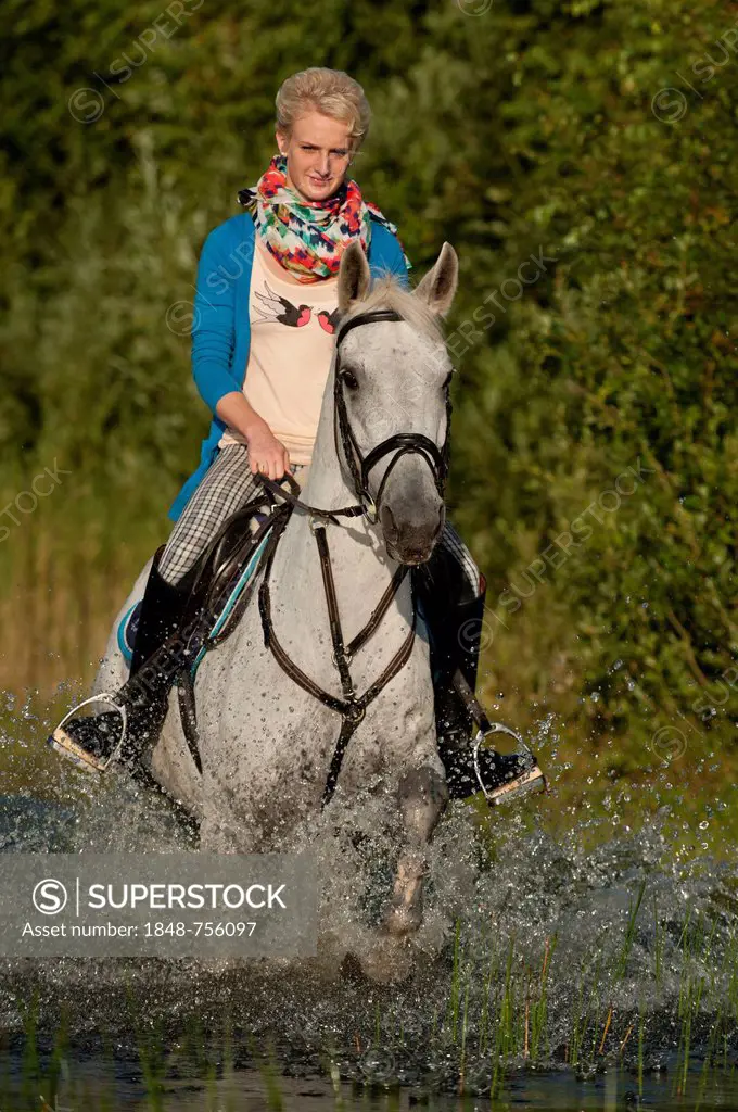Young woman riding a Hanoverian horse through a lake