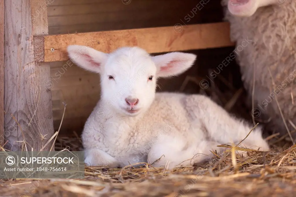 Lamb, East Frisian sheep