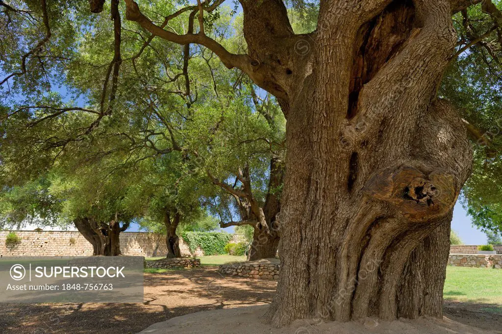 Centuries-old olive trees (Olea europea), Santa Maria Navarese, Baunei, Ogliastra province, Sardinia, Italy, Europe
