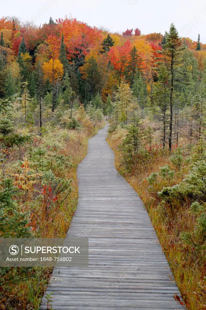 Trail, a boardwalk in autumn, Adirondack Mountains, Upstate New York, USA