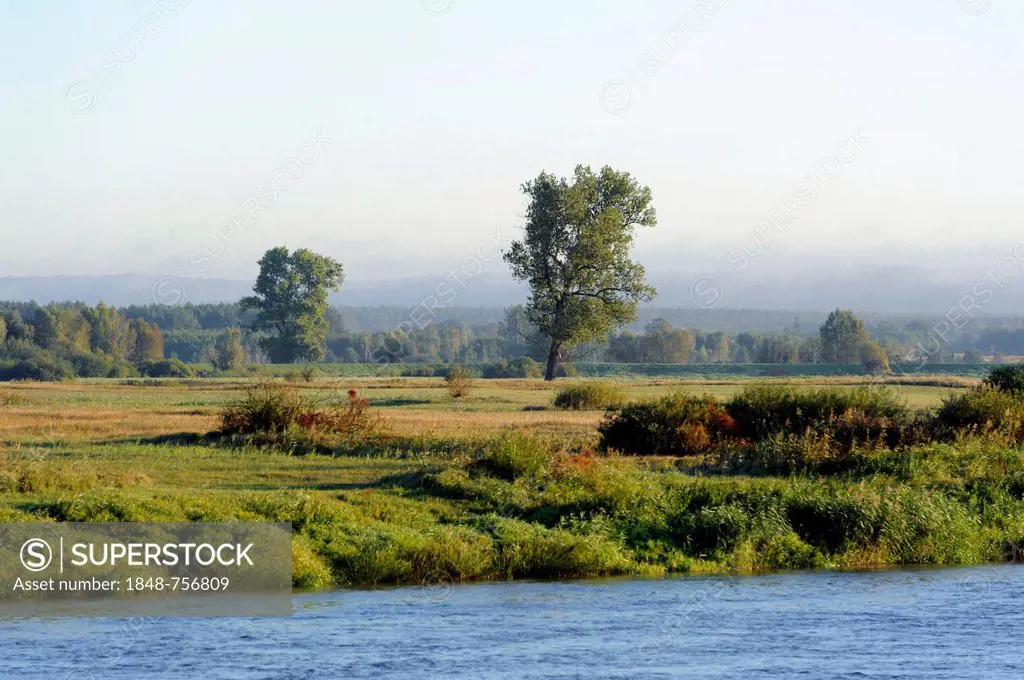 Warta river, Warta River Mouth National Park, Park Narodowy Ujscie Warty, Lubusz voivodeship, Poland, Europe