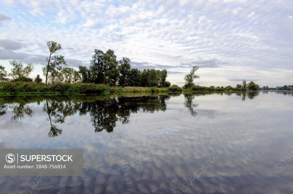 Warta river, Warta Mouth National Park, Park Narodowy Ujscie Warty, Lubusz Province, Poland, Europe