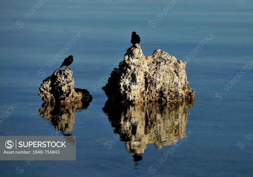 Birds and shore flies (Ephydra hians), Tufa Rocks, calc-tuff rock formationss, Mono Lake, a saline soda lake, South Tufa Area, Mono Basin and Range re...