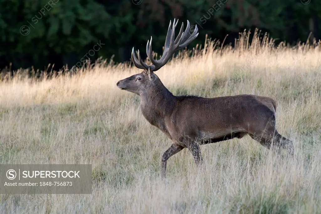 Red Deer (Cervus elaphus), Texel, The Netherlands, Europe