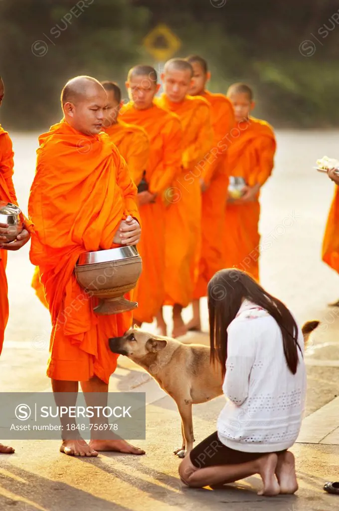 People making offerings to Buddhist monks who walk the streets in the morning to receive what they will eat each day in Chiang Mai, Thailand, Asia