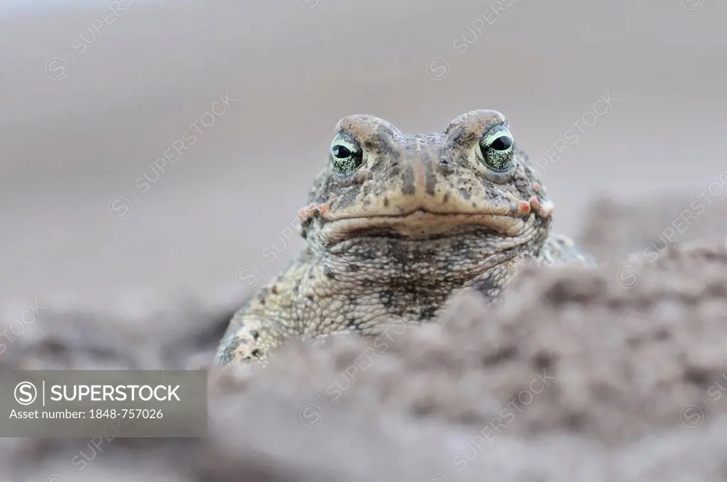 Natterjack Toad (Bufo calamita) in a former open-cast mine near Finsterwalde, Brandenburg, Germany, Europe