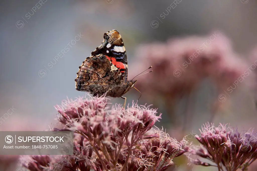 Red Admiral butterfly (Vanessa atalanta), Bergisches Land, Germany, Europe