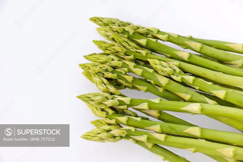 Green Asparagus (Asparagus officinalis)