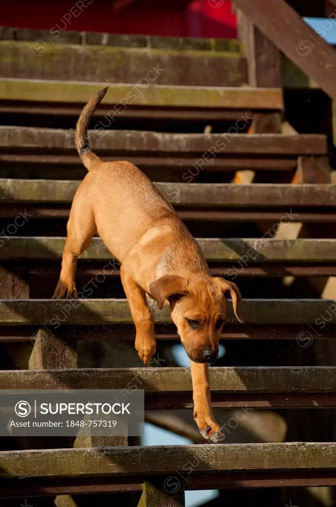 Puppy running down stairs