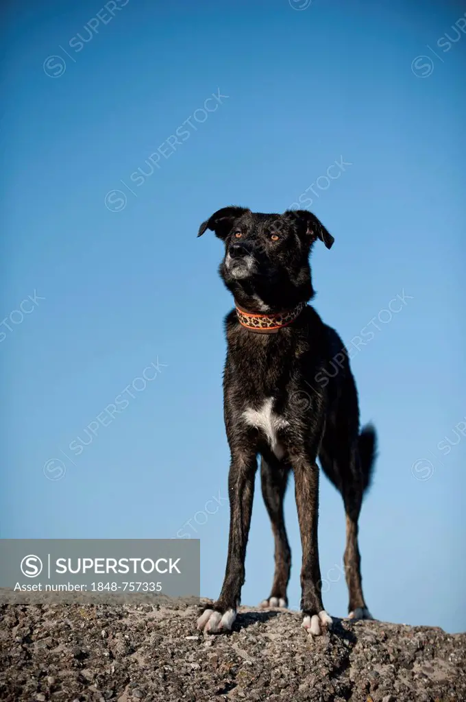 Mixed breed dog standing on a wall