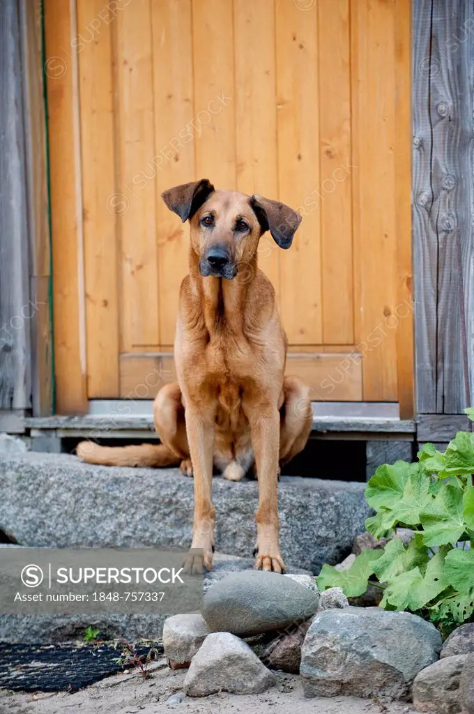 Mixed breed dog sitting in front of a door and waiting