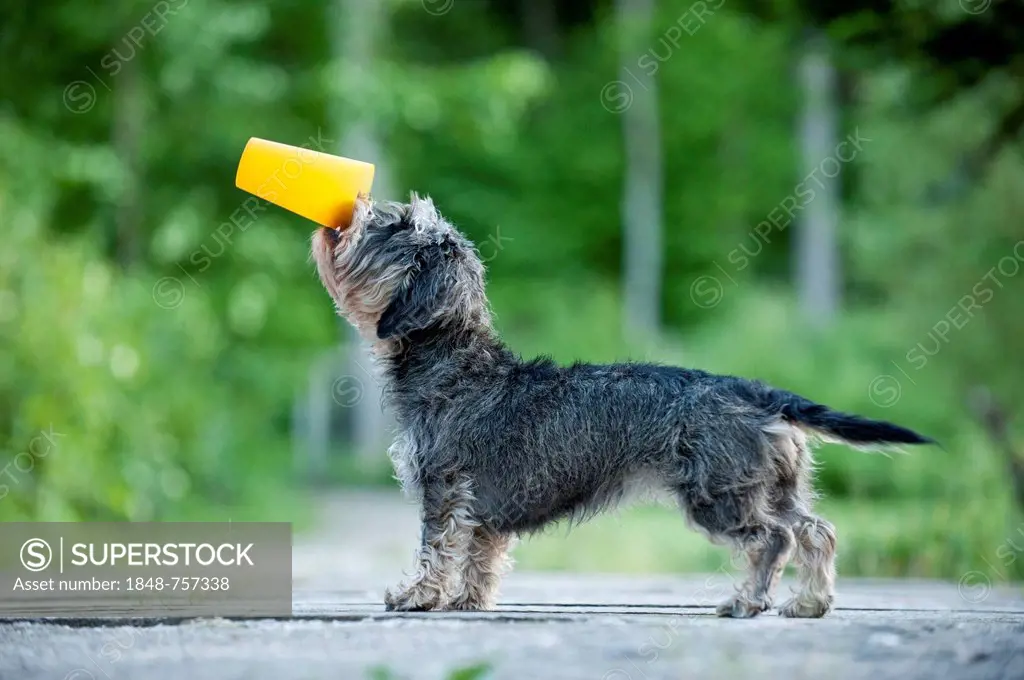 Wire-haired Dachshund drinking from a cup, trick dog