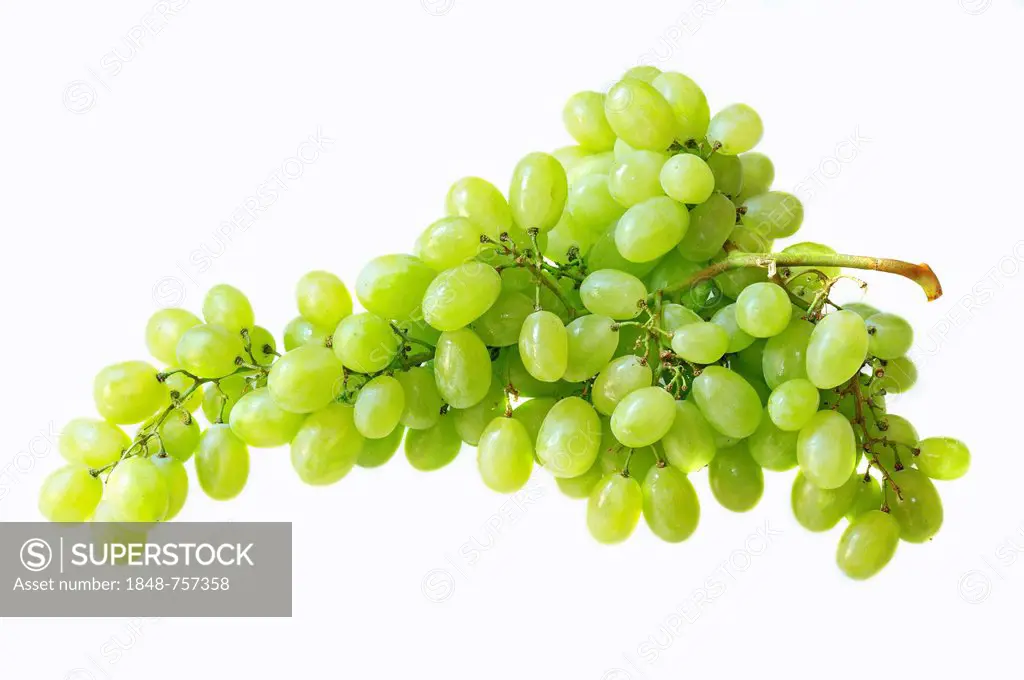 Bunch of Grapes (Vitis vinifera)