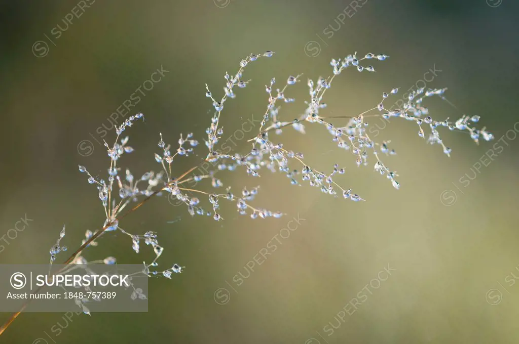 Dewdrops on grass, Haren, Emsland, Lower Saxony, Germany, Europe