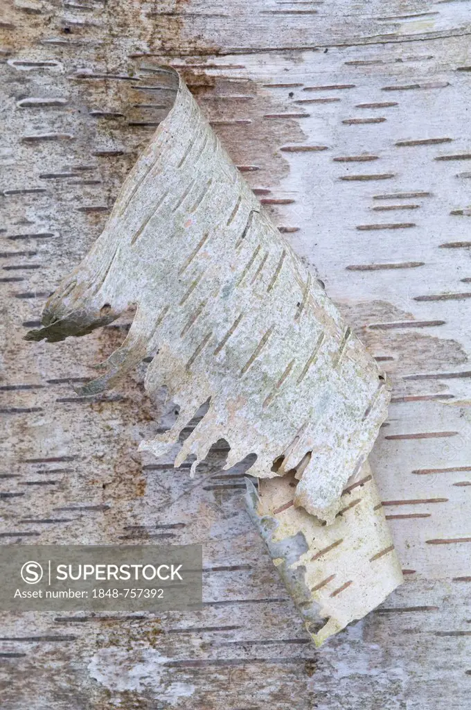 Bark of a Silver Birch (Betula pendula, Betula verrucosa), Haren, Emsland, Lower Saxony, Germany, Europe