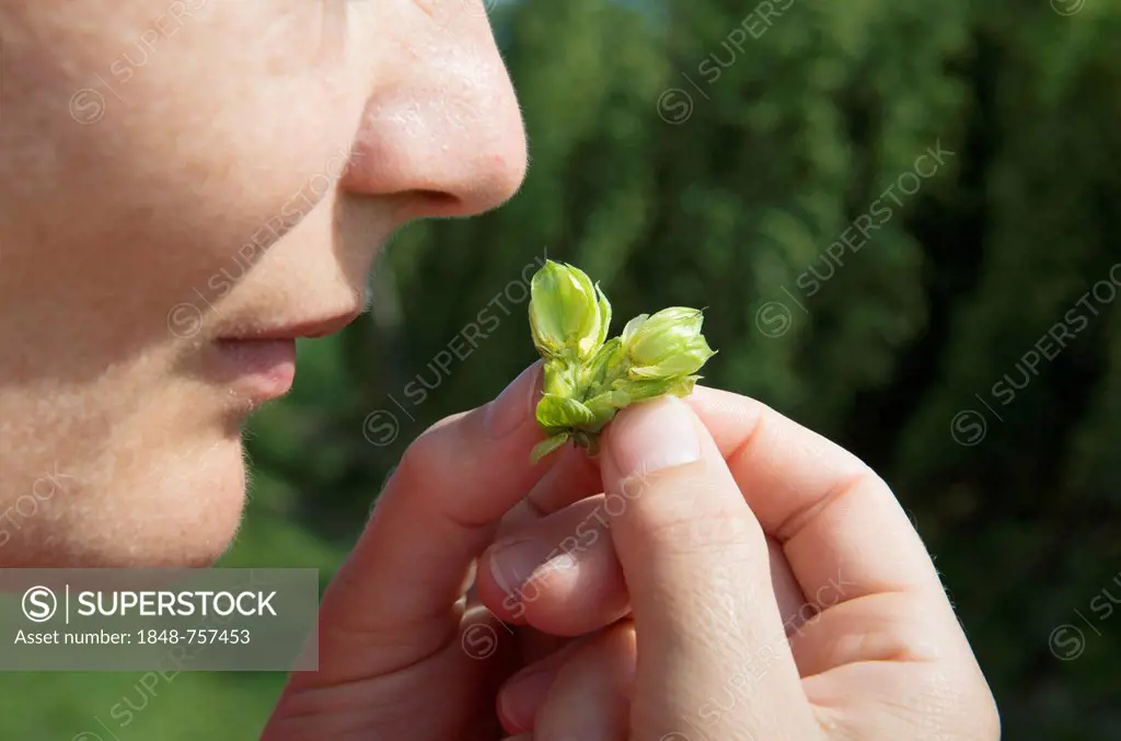 Checking the quality of Hops (Humulus lupulus), smelling a flower cone, Mainburg, Hallertau area, Bavaria, Germany, Europe