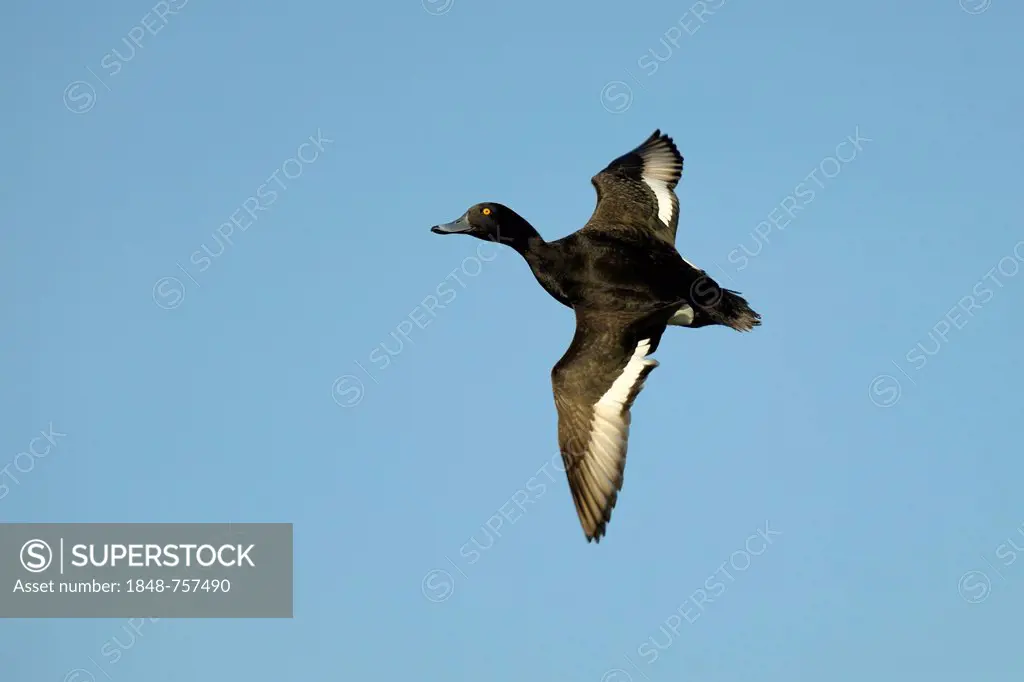 Tufted Duck (Aythya fuligula), drake in flight, Texel, Wadden Islands, Netherlands, Holland, Europe