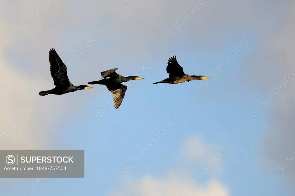 Three Cormorants (Phalacrocorax carbo) in flight, Texel, Wadden Islands, Netherlands, Holland, Europe