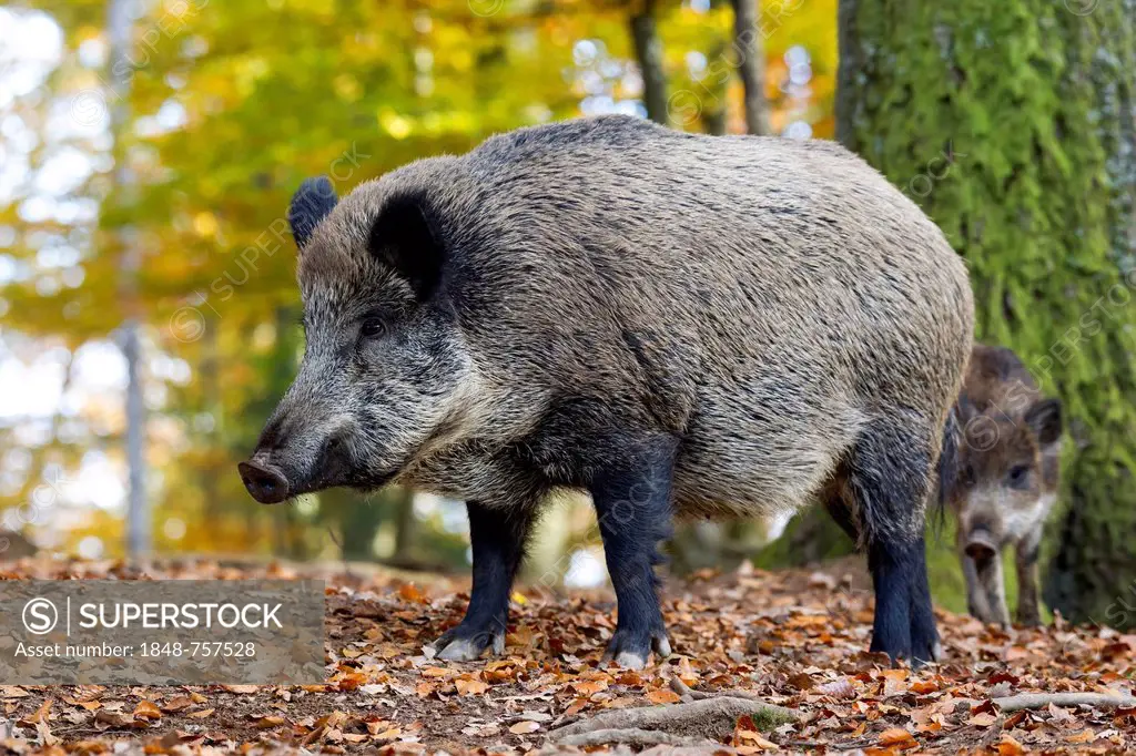 Wild Boar (Sus scrofa), Wildpark Daun game reserve, Vulkaneifel district, Rhineland-Palatinate, Germany, Europe