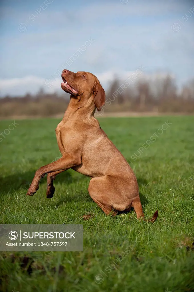 Magyar Vizsla dog on a meadow