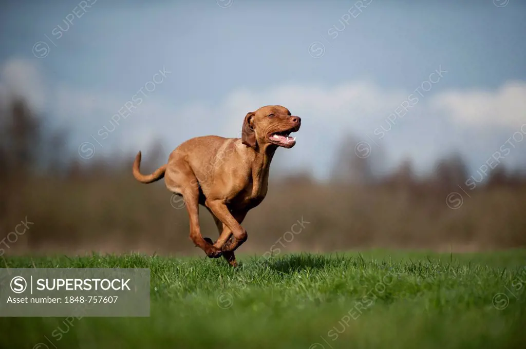 Magyar Vizsla dog running across a meadow