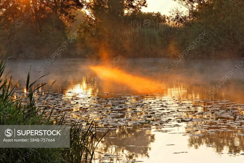 Early morning mood on the Seille River, near Cuisery, Tournus, Burgundy region, department of Saône-et-Loire, France, Europe