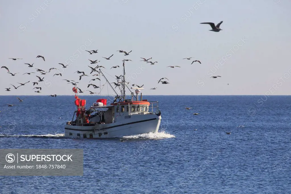 Fishing boat, accompanied by a flock of seagulls, on its way back to Travemuende, Schleswig-Holstein, Germany, Europe
