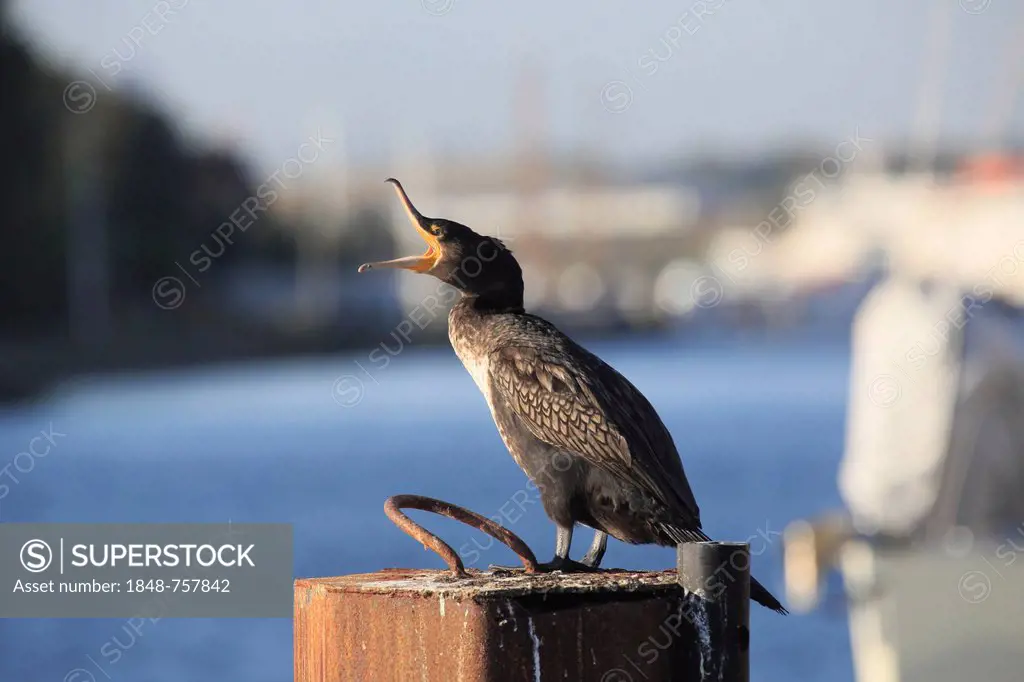 Great Cormorant (Phalacrocorax carbo) in the port of Travemuende, Schleswig-Holstein, Germany, Europe