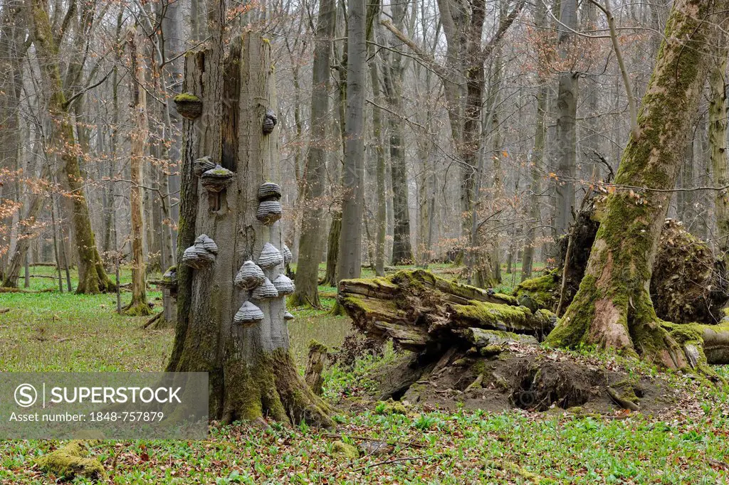 Dead wood in beech forest (Fagus sylvatica) with tinder fungus (Fomes fomentarius) in spring, UNESCO World Heritage Hainich in Eisenach, Thuringia, Ge...