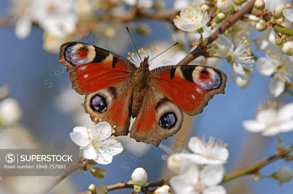 Peacock (Inachis io, Nymphalis io) on the flowers of a sloe (Prunus spinosa), Thuringia, Germany, Europe