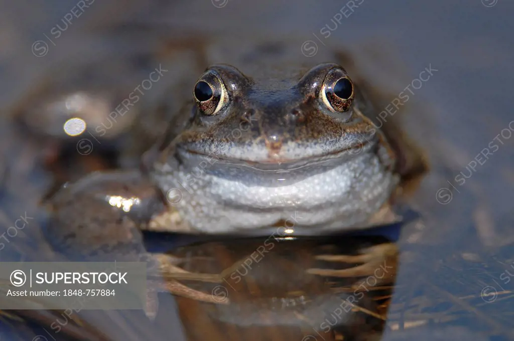 Common Frog (Rana temporaria), portrait, Black Moor, Rhoen, Bavaria, Germany, Europe