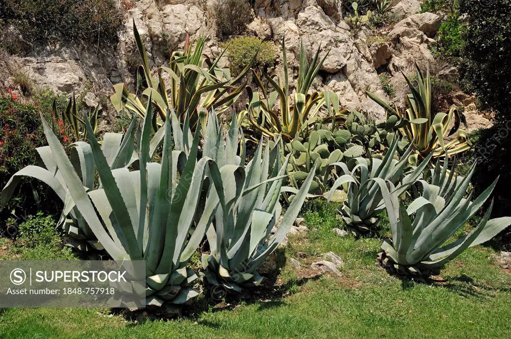 Century Plants or American Aloe (Agave americana), ornamental plant, Provence, Southern France, France, Europe
