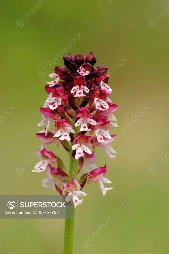 Burnt Orchid (Neotinea ustulata ssp. Ustulata, Orchis ustulata ssp. Ustulata), Provence, Southern France, France, Europe