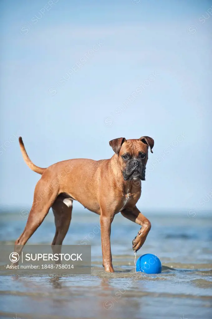 Boxer standing with a ball in water, Baltic Sea, Mecklenburg-Western Pomerania, Germany, Europe