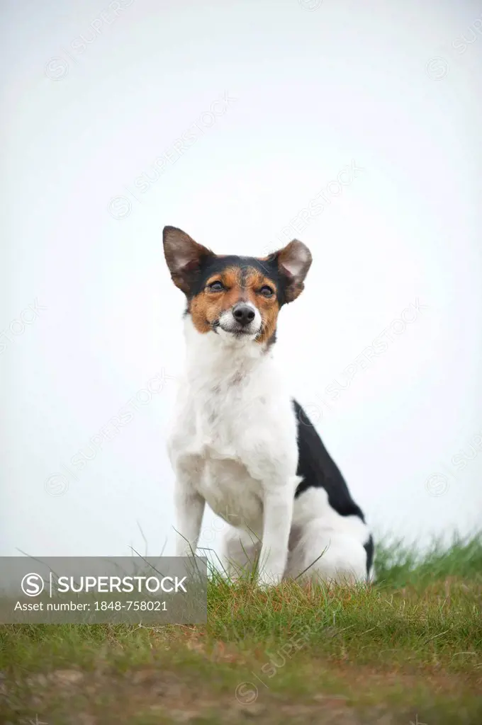 Jack Russell Terrier, sitting