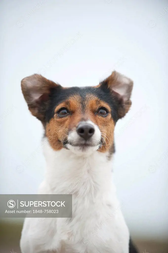 Jack Russell Terrier, portrait